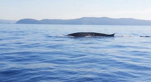 Siena, Inquinanti, farmaci e nicotina nelle balenottere del Mediterraneo: dalla città lo studio sulla salute del nostro&nbsp;mare