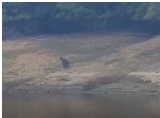 Provincia di Siena: Rapolano, un canguro nella diga. Sopralluogo della&nbsp;Forestale