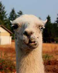 Provincia di Siena: Ferito uno dei lama di Gaiole in Chianti, il video e l’appello di una famiglia di&nbsp;turisti