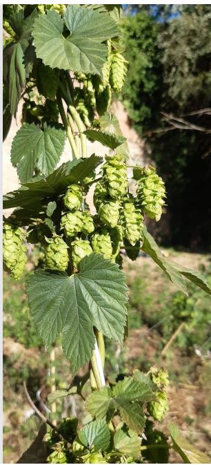Siena, Positiva la raccolta di luppolo nella valle di Follonica: Torna la Birra delle&nbsp;Mura