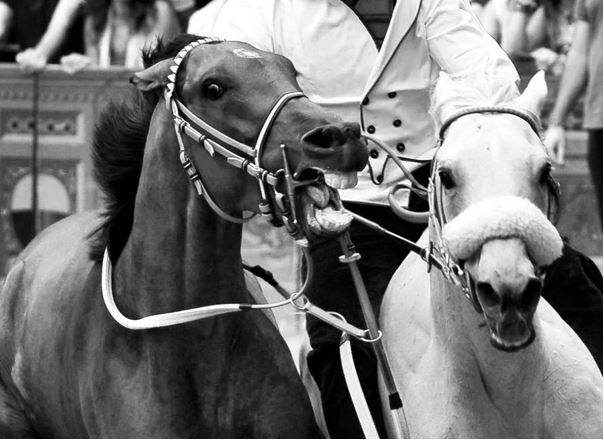 Palio di Siena, Il Palio  raccontato in scatti inediti: Al via la mostra fotografica&nbsp;‘Brividi’