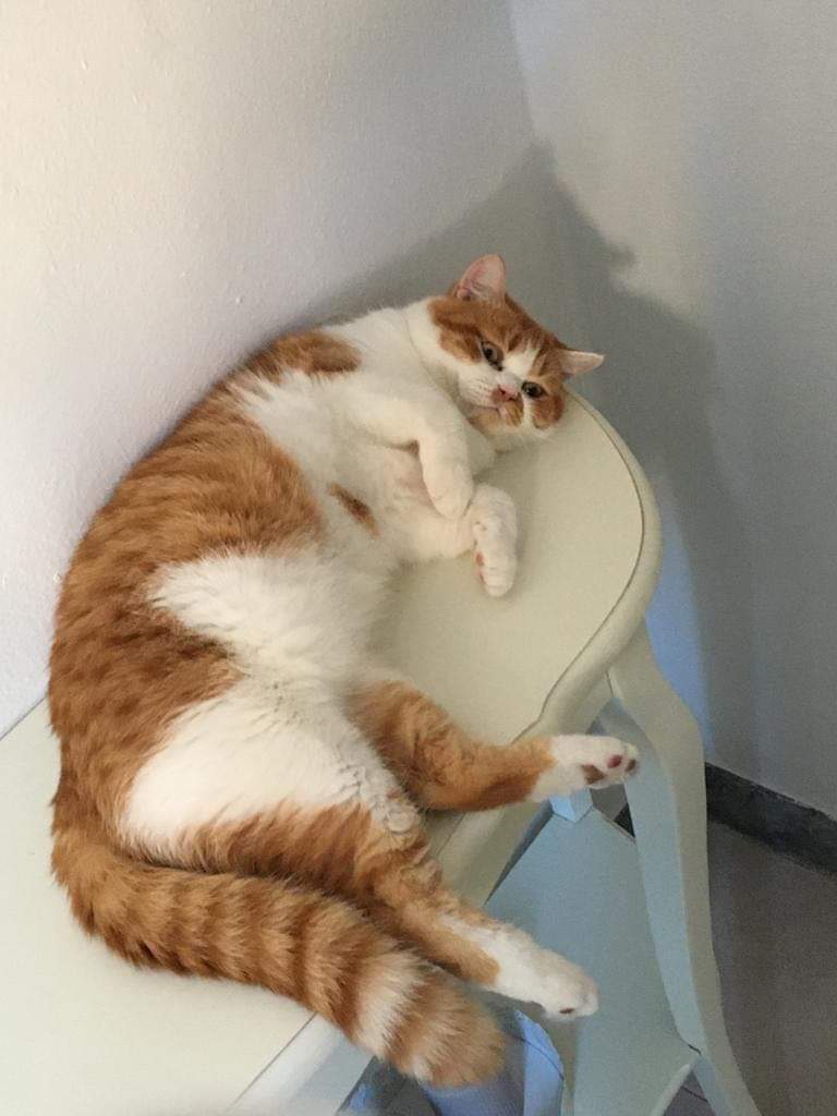 Siena: Smarrito un gatto di un senese a Follonica zona&nbsp;Pratoranieri