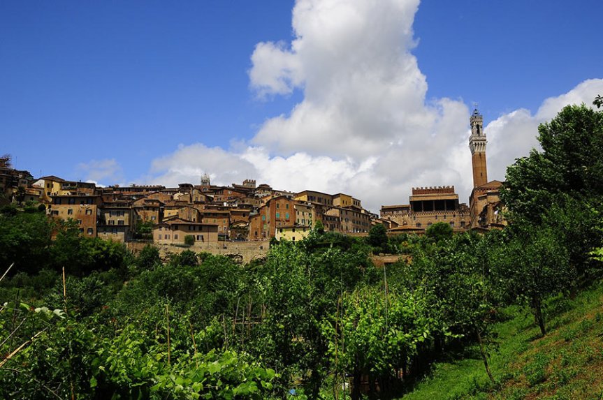 Siena: ‘Forbes’ celebra le vigne urbane Siena scopre il turismo del&nbsp;vino