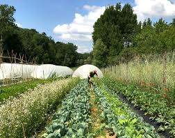 Siena: Verdure solidali a OrtoMangione, l’orto&nbsp;collettivo