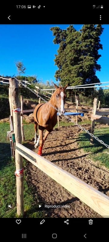 Palii: Il fantino Giacomo Lo Manto ha acquistato il cavallo Armoniosu&nbsp;Sauro