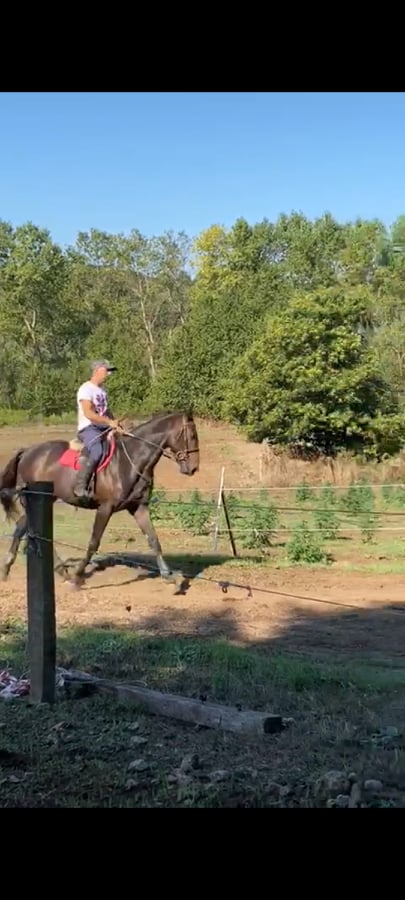 Pali..: Il fantino Giacomo Lo manto ha acquistato il cavallo Baldo&nbsp;A.A.