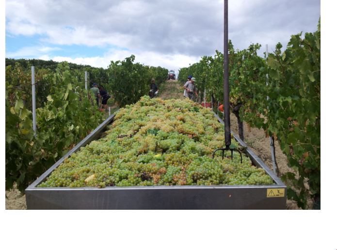 Provincia di Siena: La Vernaccia al centro della stagione estiva&nbsp;sangimignanese