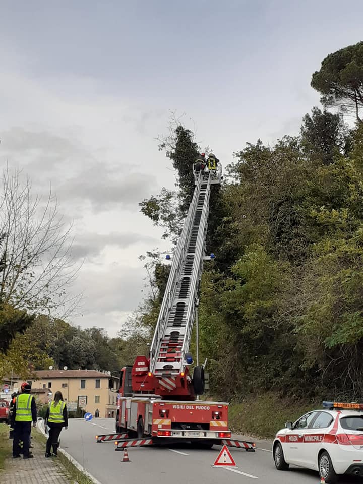 Siena: Alberi pericolanti in Pescaia, intervengono i Vigili del&nbsp;Fuoco