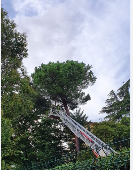 Siena: Albero pericolante messo in&nbsp;sicurezza