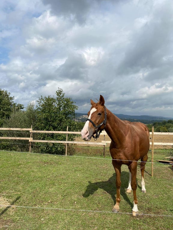 Palii e Corse: Il fantino Giacomo Lo Manto ha acquistato il cavallo&nbsp;Uthile