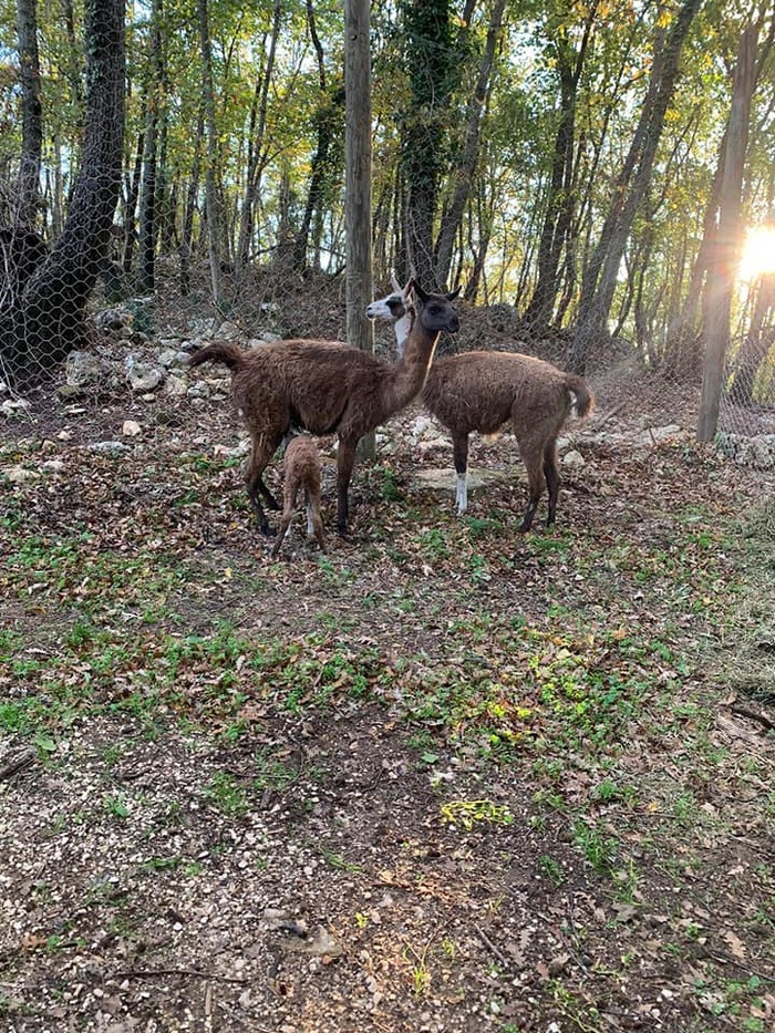 provincia di Siena: I lama di Gaiole in Chianti sono al sicuro a&nbsp;Semproniano