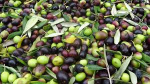 Toscana: Olivicoltura, oltre 1,2 mln di euro di contributi Ue per programmi organizzazioni&nbsp;produttori