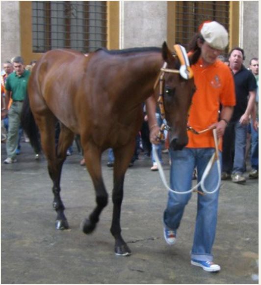 Palio di Siena: Il cavallo Brento e la vittoria del 2007 scritta in un&nbsp;numero
