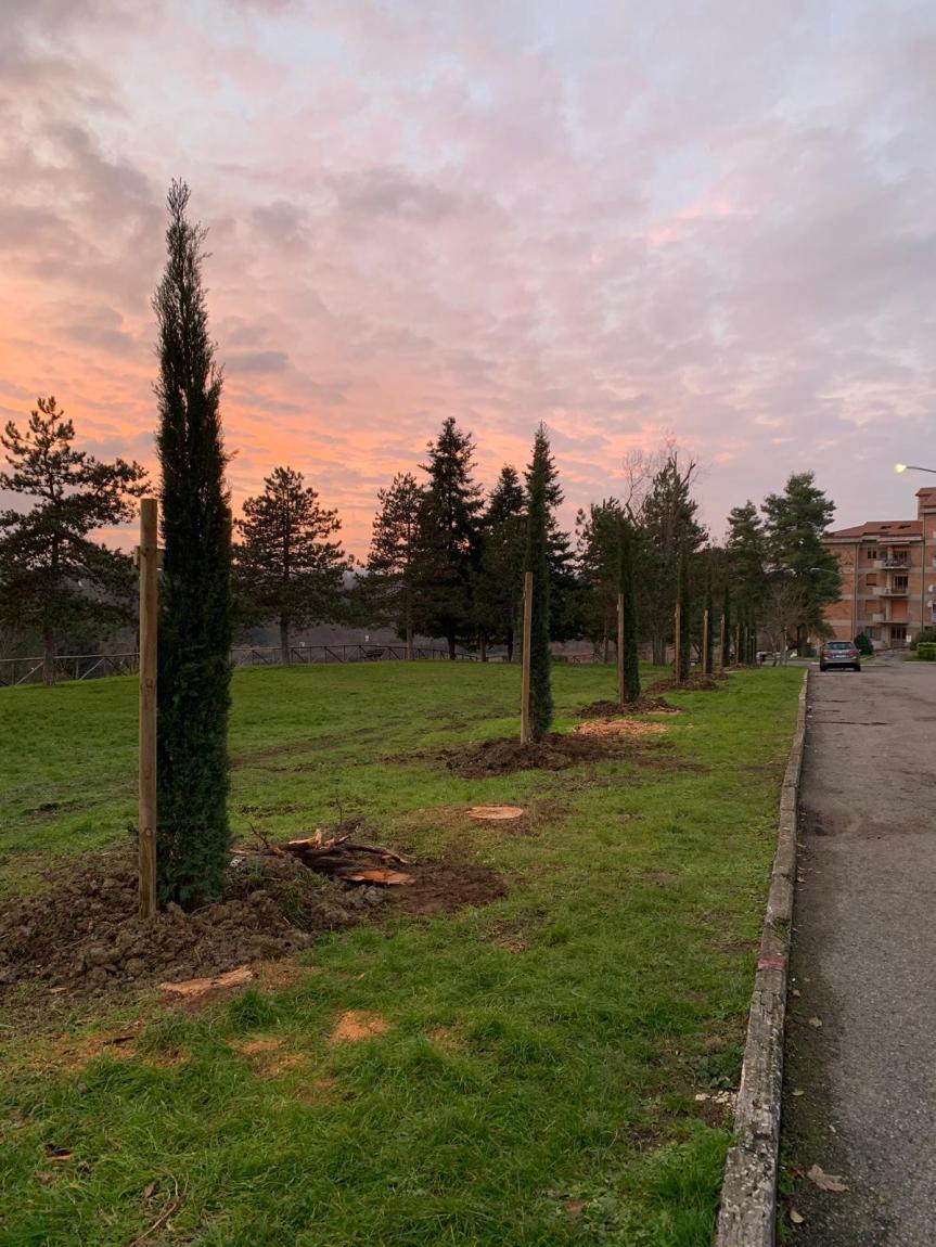 Siena: Ultimata la piantumazione degli ultimi cipressi nel quartiere di Vico&nbsp;Alto