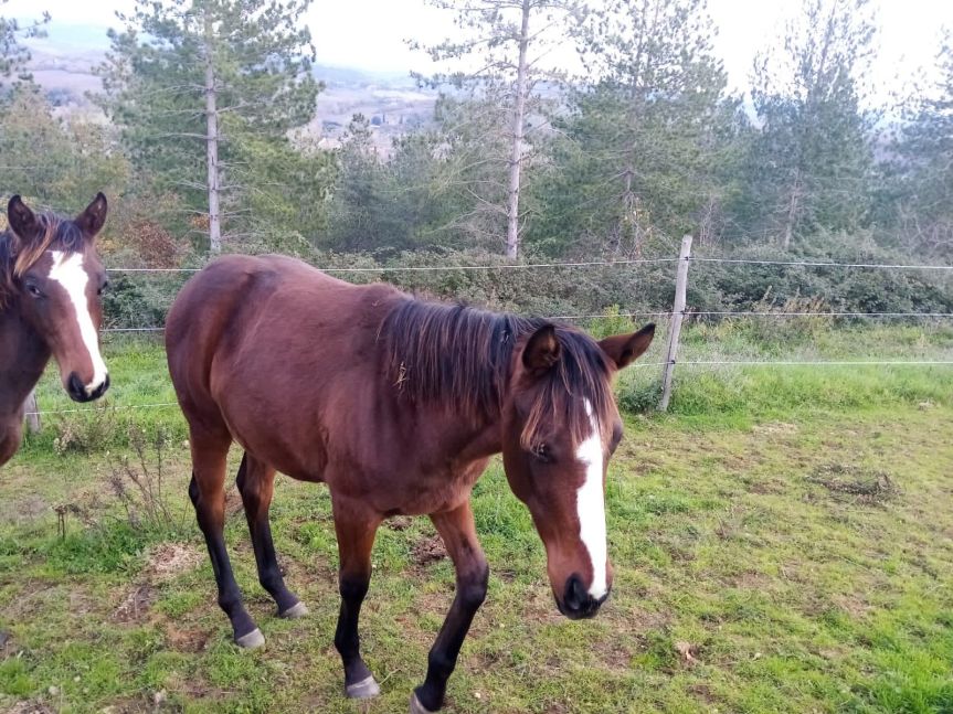 Ippica, Siena: In vendita&nbsp;puledra