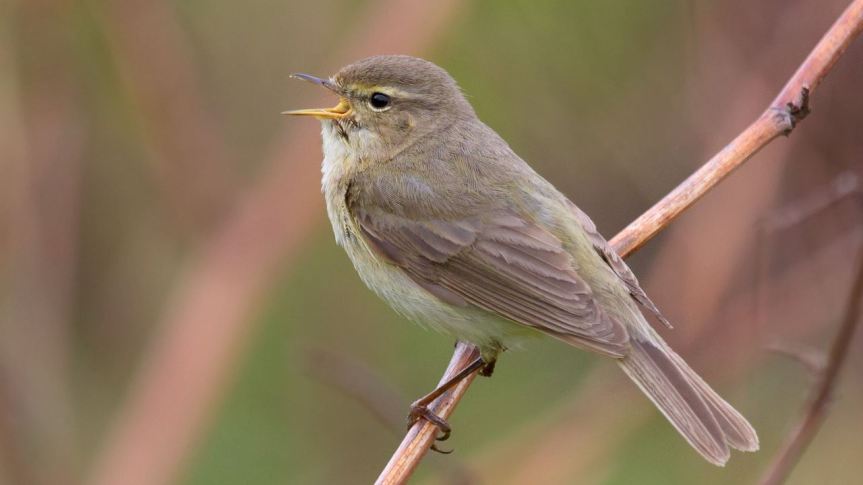 Toscana: Amici animali. Emergenza freddo, aiutiamo i&nbsp;volatili