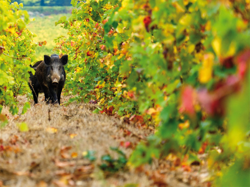 Siena e Provincia, Emergenza cinghiali, chiuso il centro carni: Da ATC stop agli abbattimenti in provincia di&nbsp;Siena