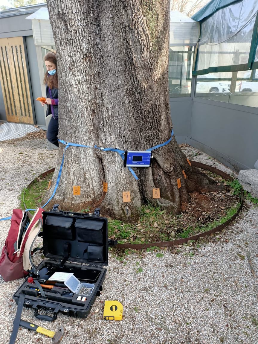 Siena: Oggi 22/02 Interventi di monitoraggio sui cedri&nbsp;cittadini