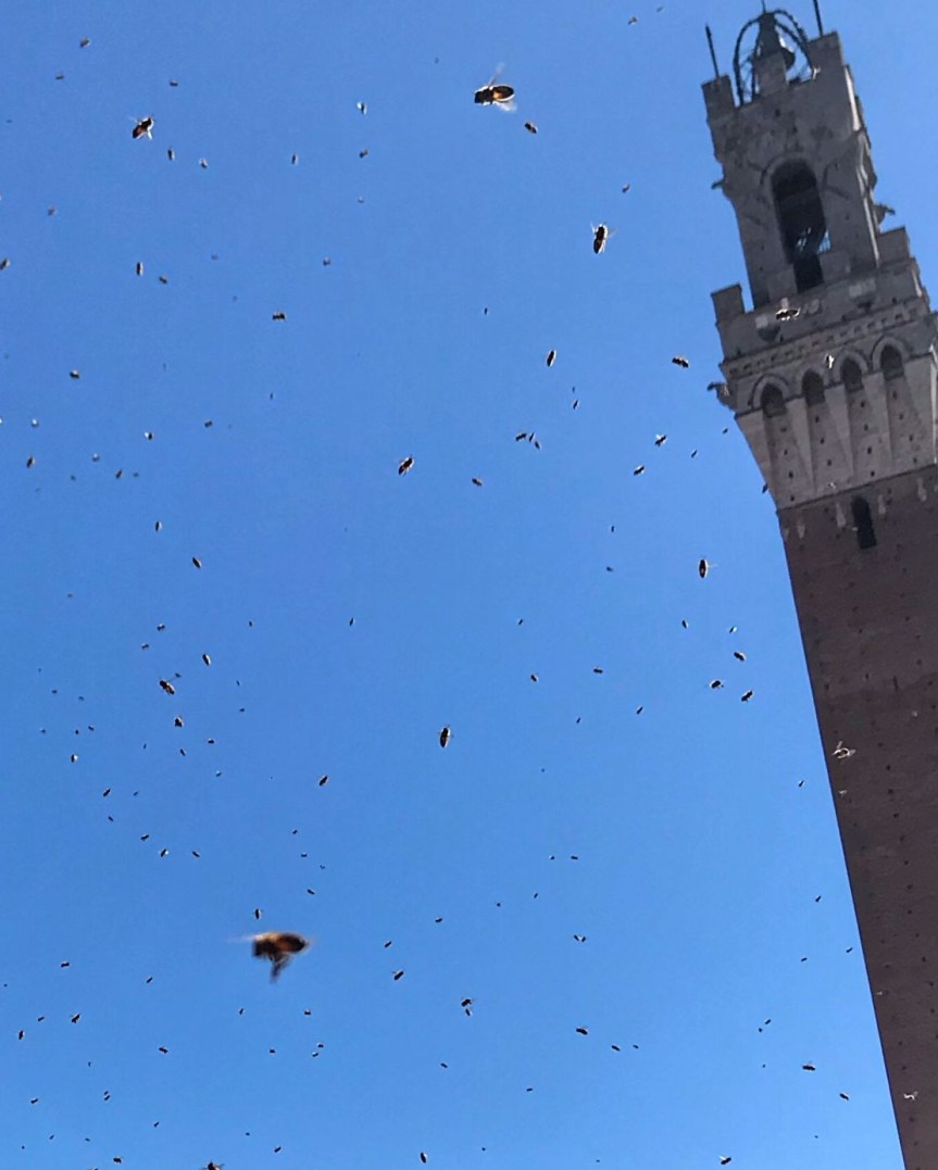 Siena: Oggi 30/03 Le api invadono Piazza del&nbsp;Campo
