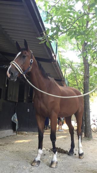 Ippica: Vincenzo Semeraro ha acquistato il ccavallo Odalisca della&nbsp;Mezzaluna