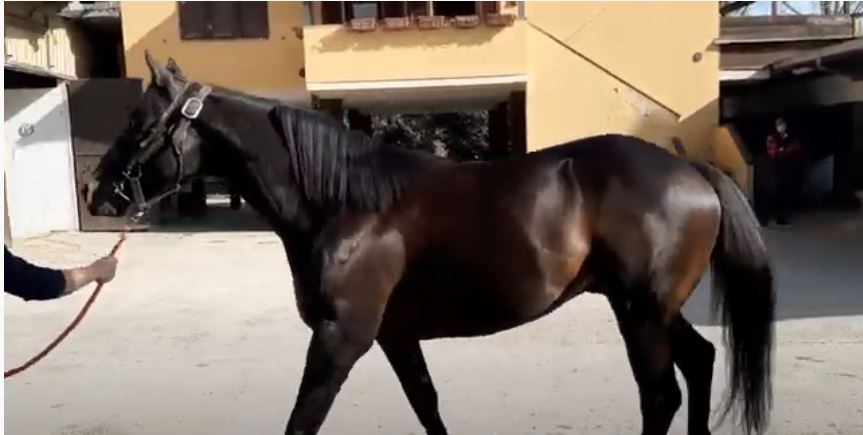 Siena, Gazzetta di Siena: Sotto Frusta – Ep. 34 Magician in Italia. Il racconto di Guido&nbsp;Berardelli