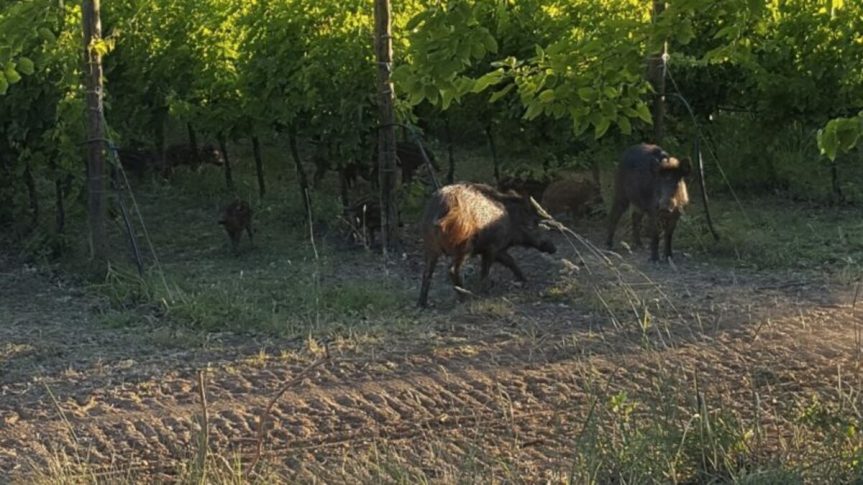 Siena, Emergenza ungulati, Cia Siena: ”Agricoltori senesi esasperati”