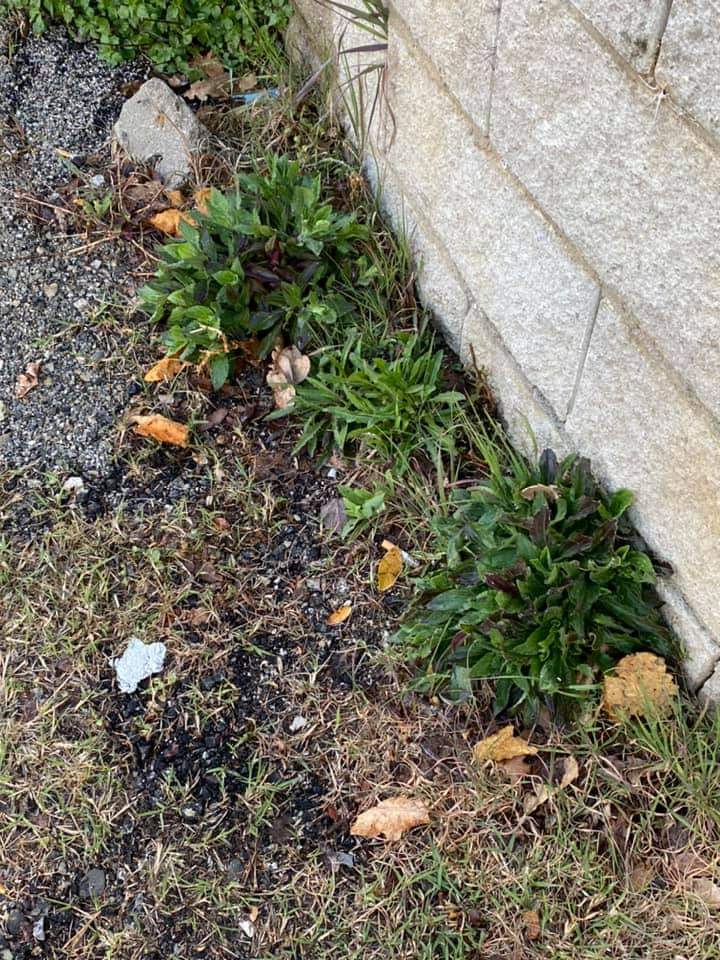 Siena: Oggi 15/03 trovate spugne fritte vicino alla scuola di&nbsp;Ravacciano