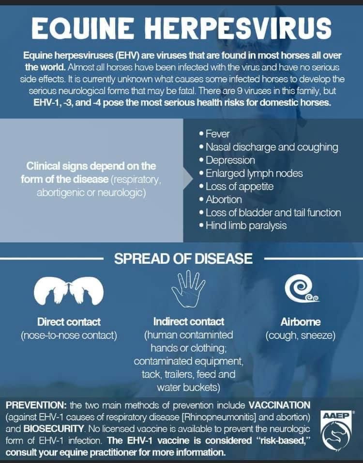 Siena, EHV, ecco il Covid dei cavalli, la veterinaria Pepi: “In arrivo altre dosi di&nbsp;vaccino”