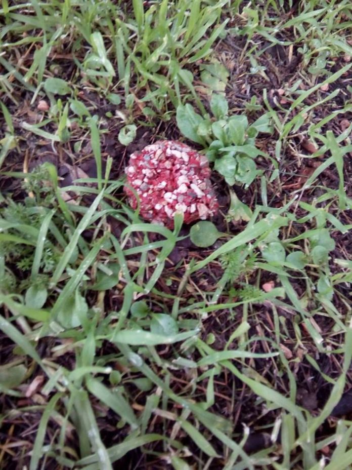 Siena: Polpette avvelenate nella zona di San&nbsp;Prospero