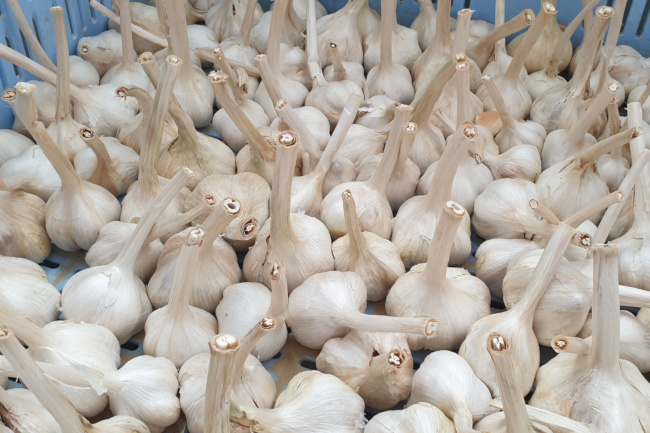 Provincia di Siena: L’Aglione della Valdichiana inserito dal MiPAAF nell’Anagrafe nazionale della biodiversità di interesse agricolo e&nbsp;alimentare