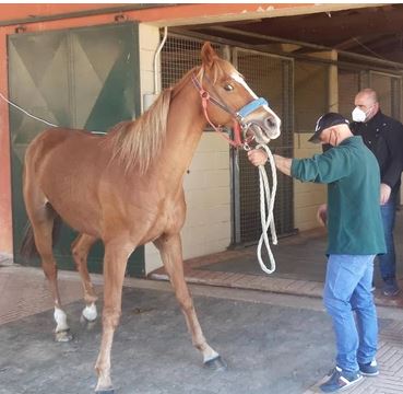 Palio di Siena: “Remorex lavora Niente&nbsp;pacchia”
