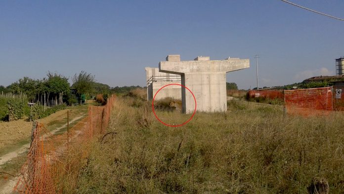 Siena: La leonessa di Radi e il Pesce d’Aprile: si può provare a scherzare anche in tempi di&nbsp;Covid