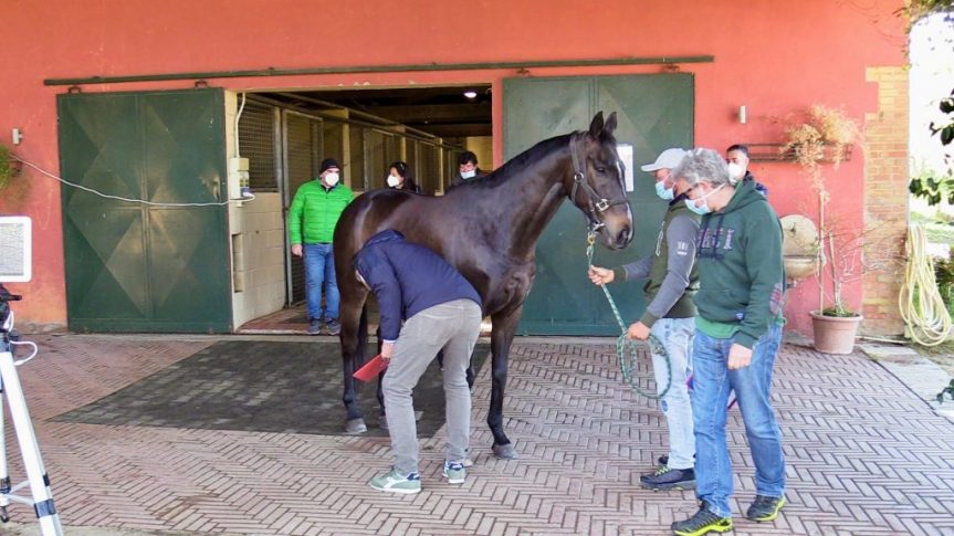 Palio di Siena: Ecco l’elenco ufficiale dei cavalli iscritti all’Albo&nbsp;2021