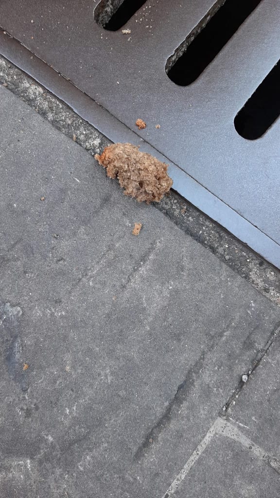 Siena, Ancora spugne fritte: Segnalate in zona San&nbsp;Francesco