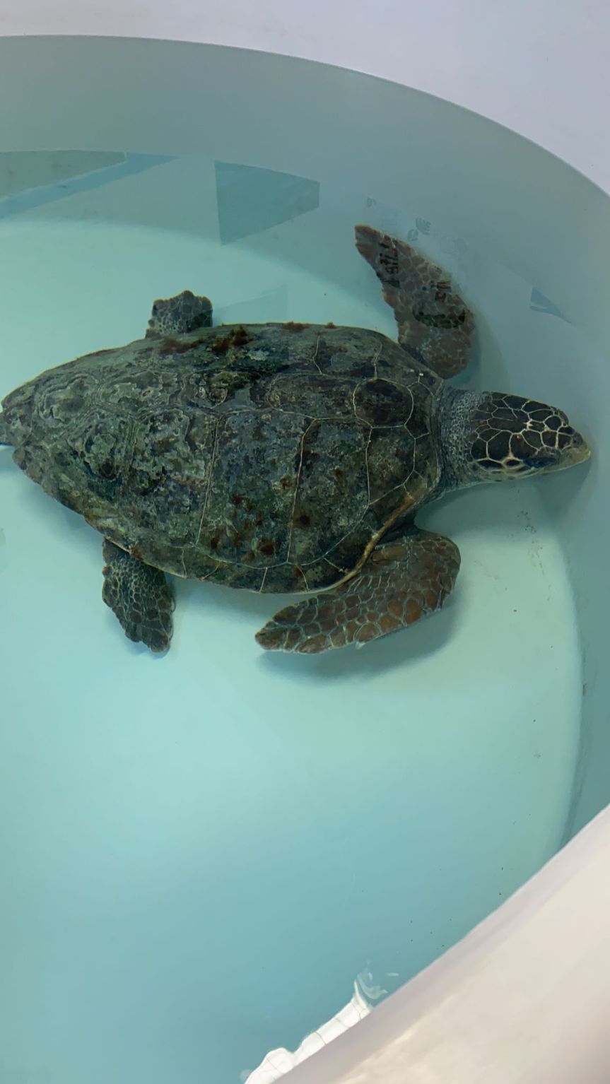 Toscana: Poseidone torna in mare, la tartaruga rilasciata nelle acque di Castiglione della&nbsp;Pescaia