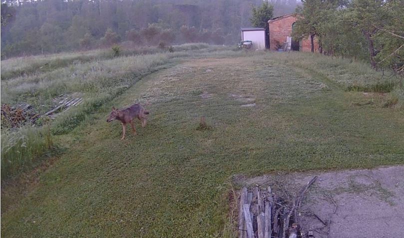 Provincia di Siena: Monteroni d’Arbia, lupo avvistato a spasso in un&nbsp;podere