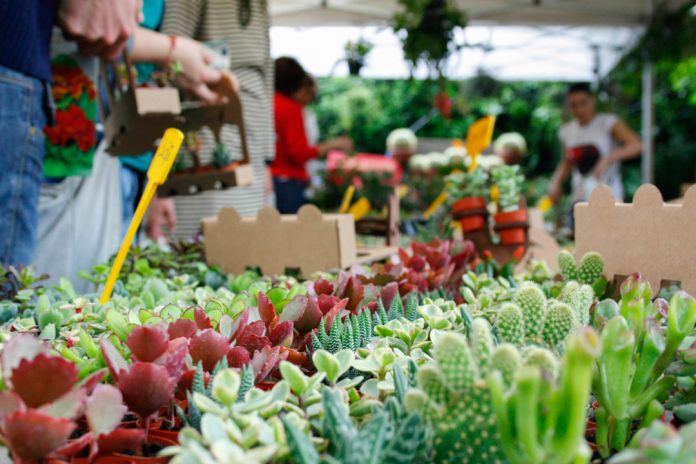Siena: Torna questo weekend la ‘Mostra mercato di piante e&nbsp;fiori’