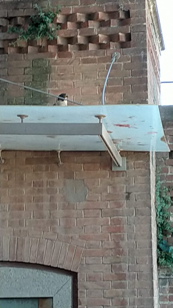 Siena: Un falco pellegrino “a caccia” nella Loggia dei&nbsp;Nove