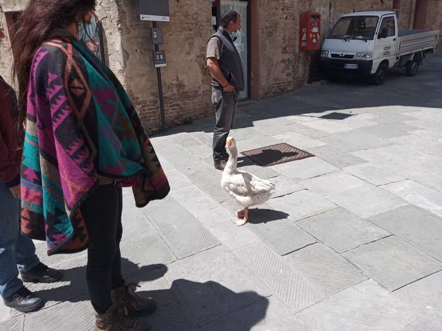 Siena, In giro per la nostra città con un’oca al seguito: Lo strano pellegrinaggio in&nbsp;Toscana