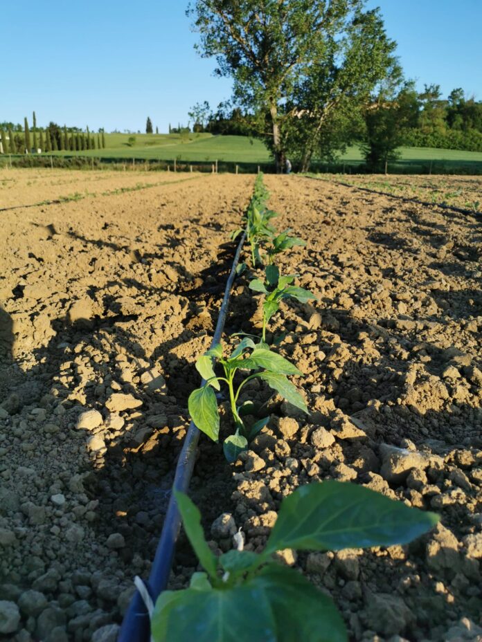 Toscana: Diversificazione delle aziende agricole, in arrivo bando da 5,4&nbsp;milioni