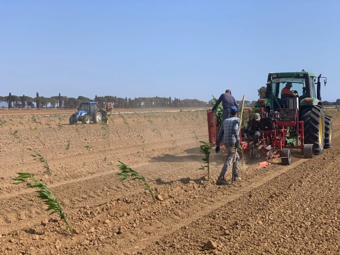 Toscana: Al via i lavori a Castiglione della Pescaia per il più grande bambuseto&nbsp;d’Europa