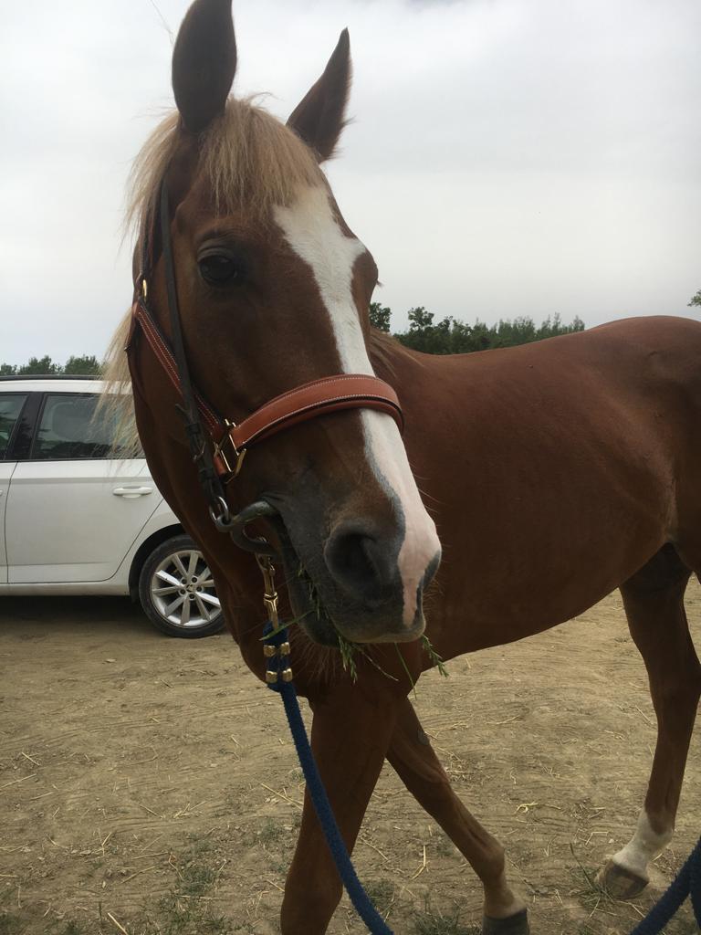 Palio di Siena: “Remorex, ecco come si guadagna il pane quotidiano”
