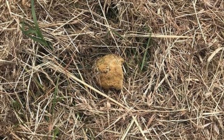 Provincia di Siena: Spugne fritte trovate a Campiglia di Colle Val&nbsp;d’Elsa