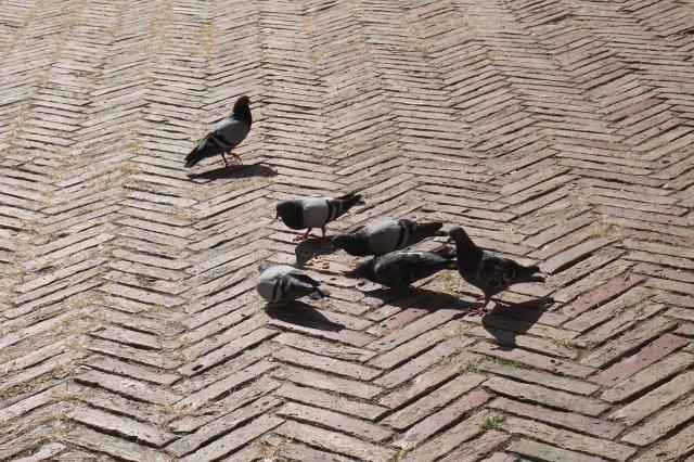 Siena: emergenza piccioni in centro. Numero tre volte superiore al massimo del Piano regionale