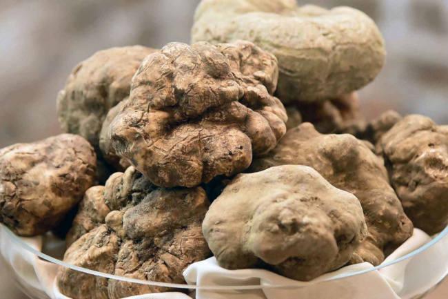 Provincia di Siena: Torna la Mostra Mercato del Tartufo Bianco di San Giovanni&nbsp;d’Asso