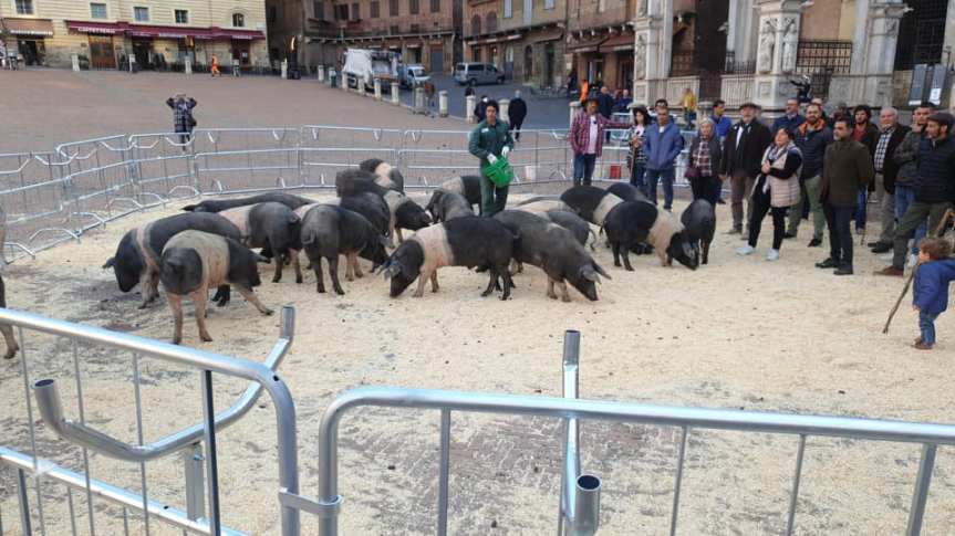 Siena: Oggi 18/10 le cinte senesi in Piazza del Campo per il&nbsp;Buyfood
