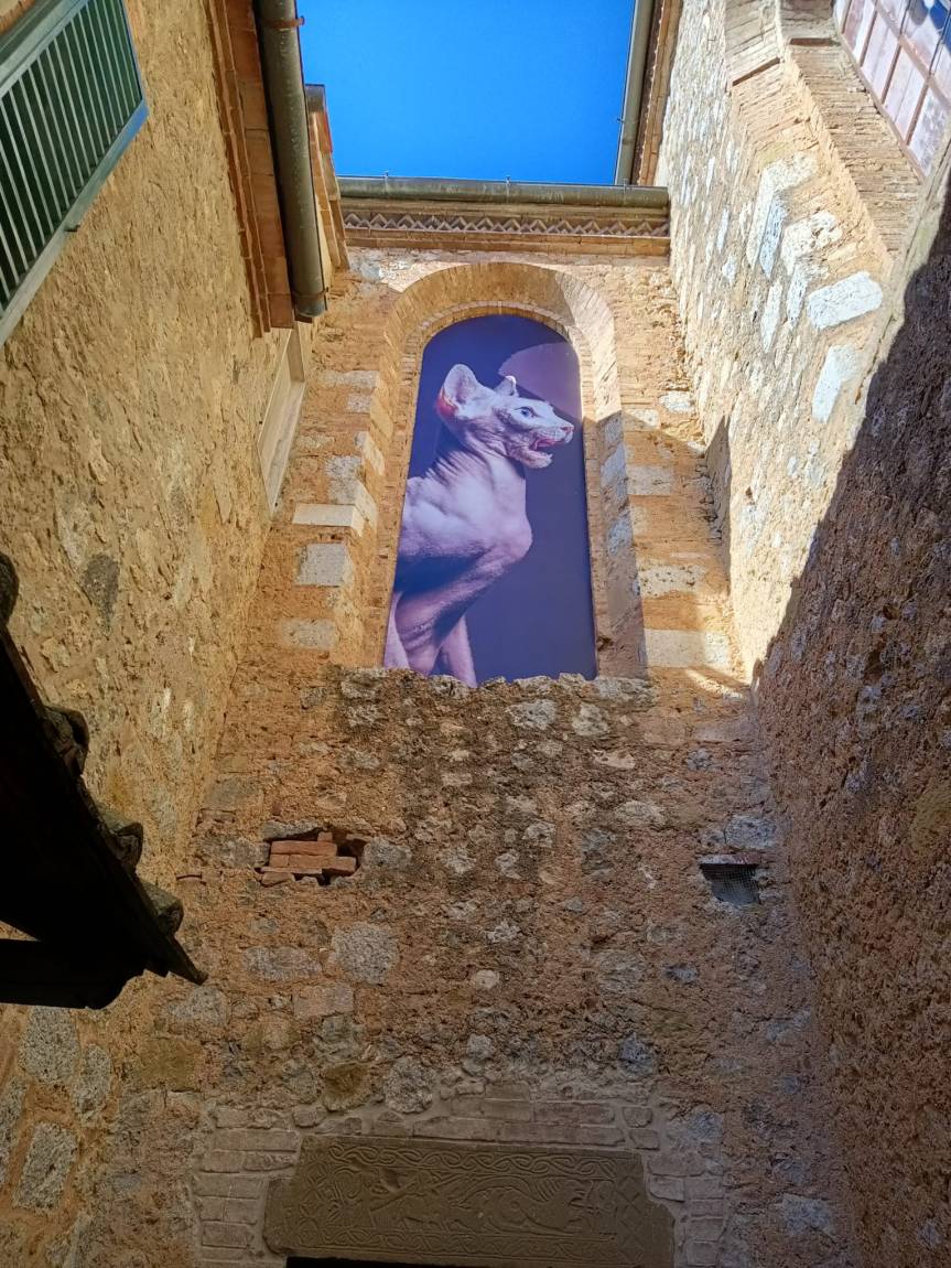 Provincia di Siena: Animalia”, gli scatti bestiali del Siena Awards arrivano a&nbsp;Sovicille