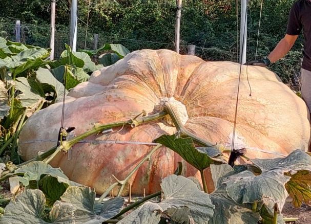 Provincia di Siena, Una zucca di Radda in Chianti nel Guinness dei Primati: E’ la più pesante del&nbsp;mondo