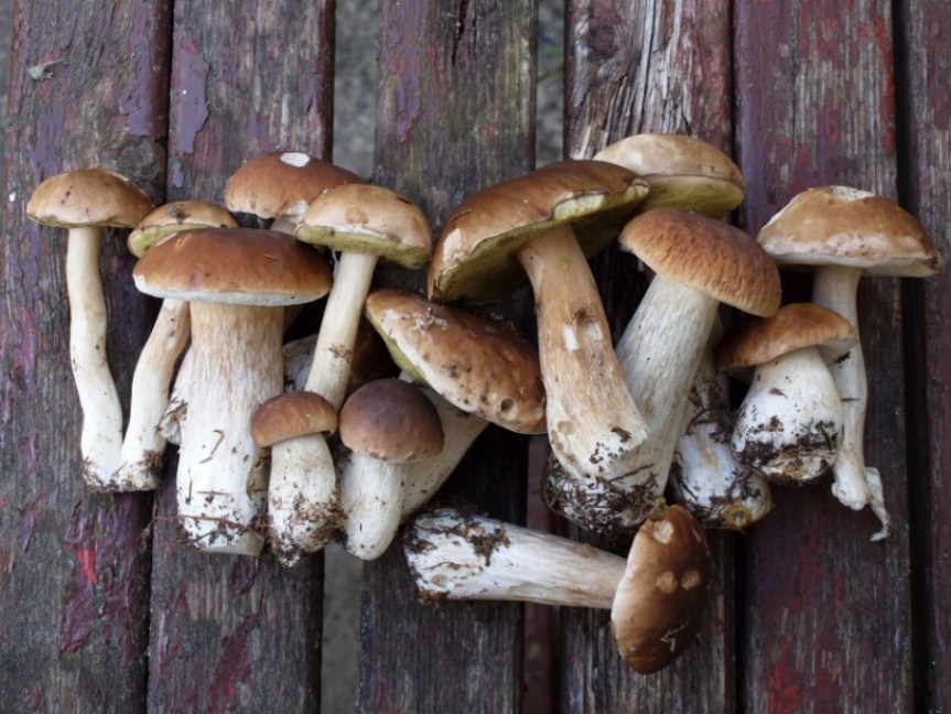 Toscana: Funghi spontanei, nuove regole per raccolta e&nbsp;pagamento