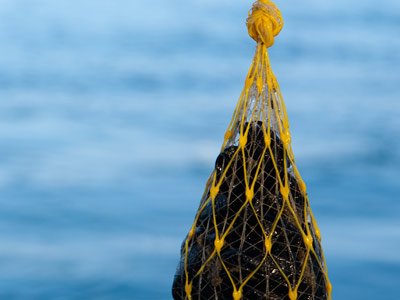 Siena, Nuova vita per le reti da allevamento di cozze: Ecco come combattere l’inquinamento&nbsp;marino